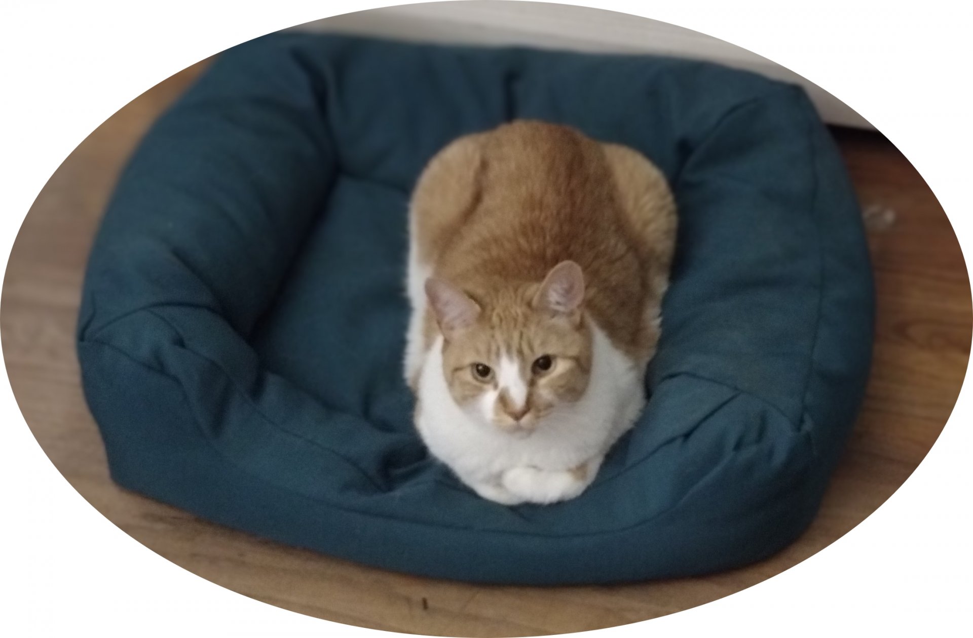 MY CAT.jpg