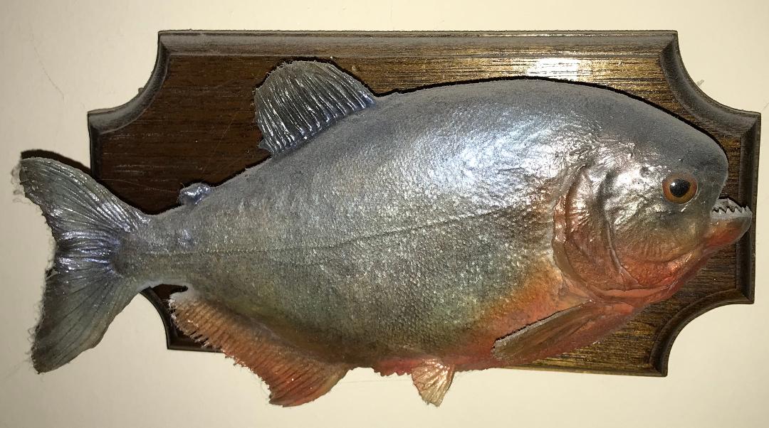 My Piranha.jpg