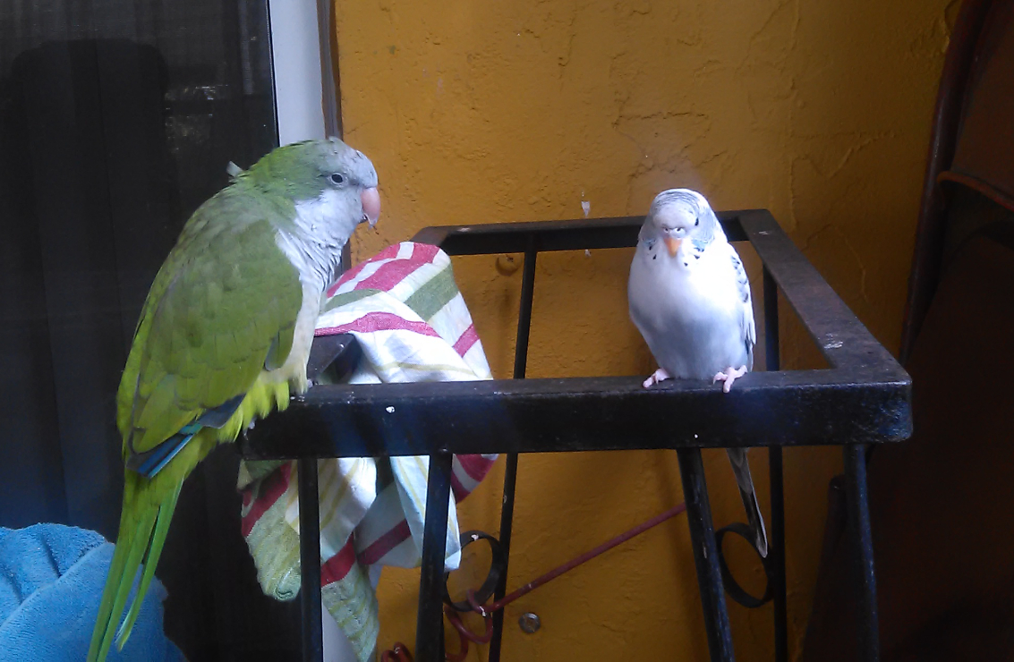 mybirds.jpg