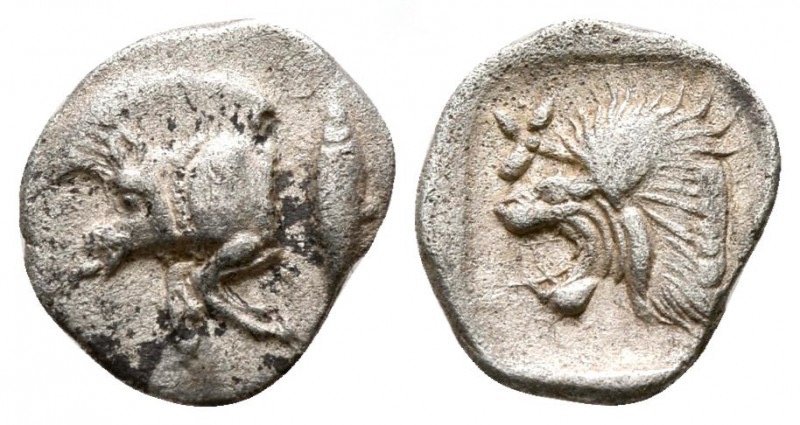 Mysia Boar Tunny Lion.jpg