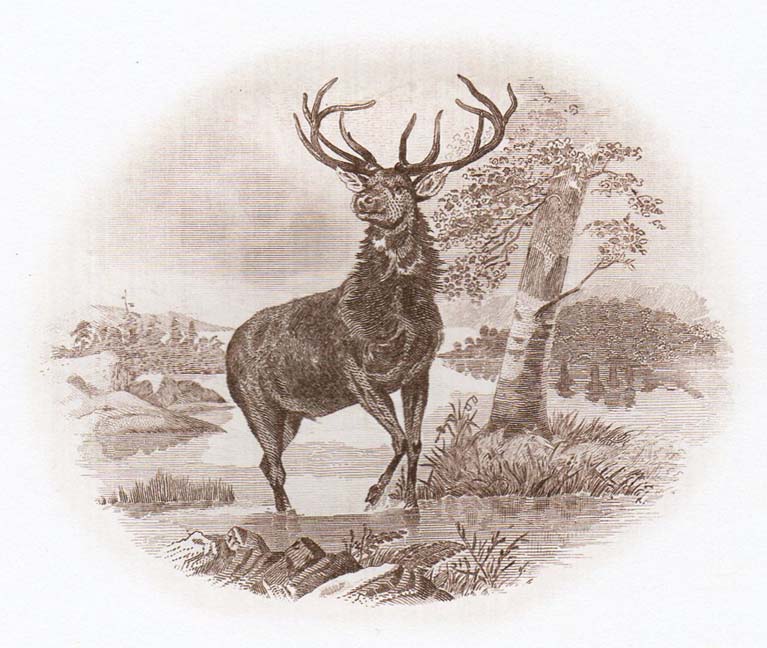N28 elk.jpg