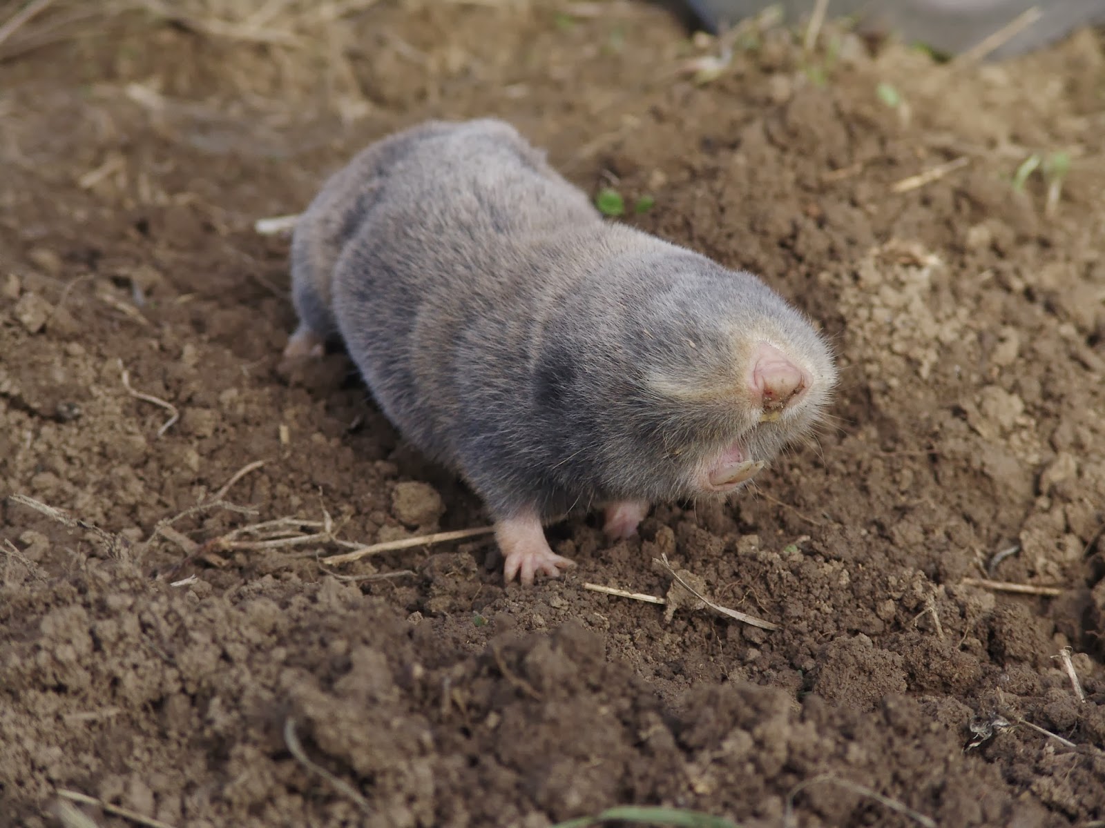 Nannospalax leucodon montanosyrmiensis.jpg