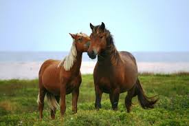 naturehorses.jpg