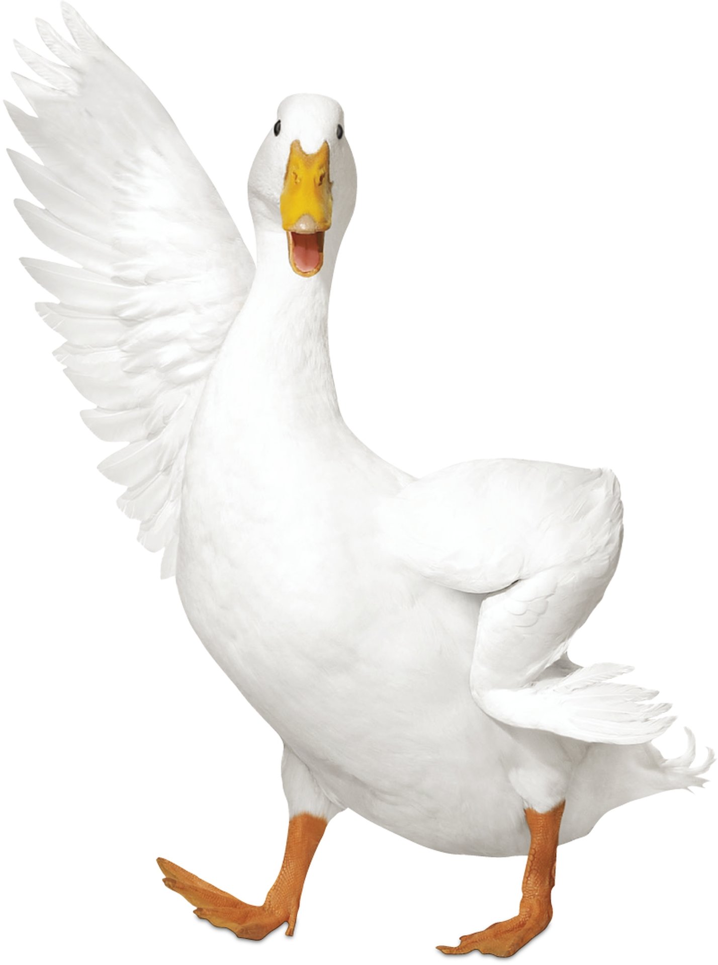 new_T9-7014_waving_duck_81611.jpg