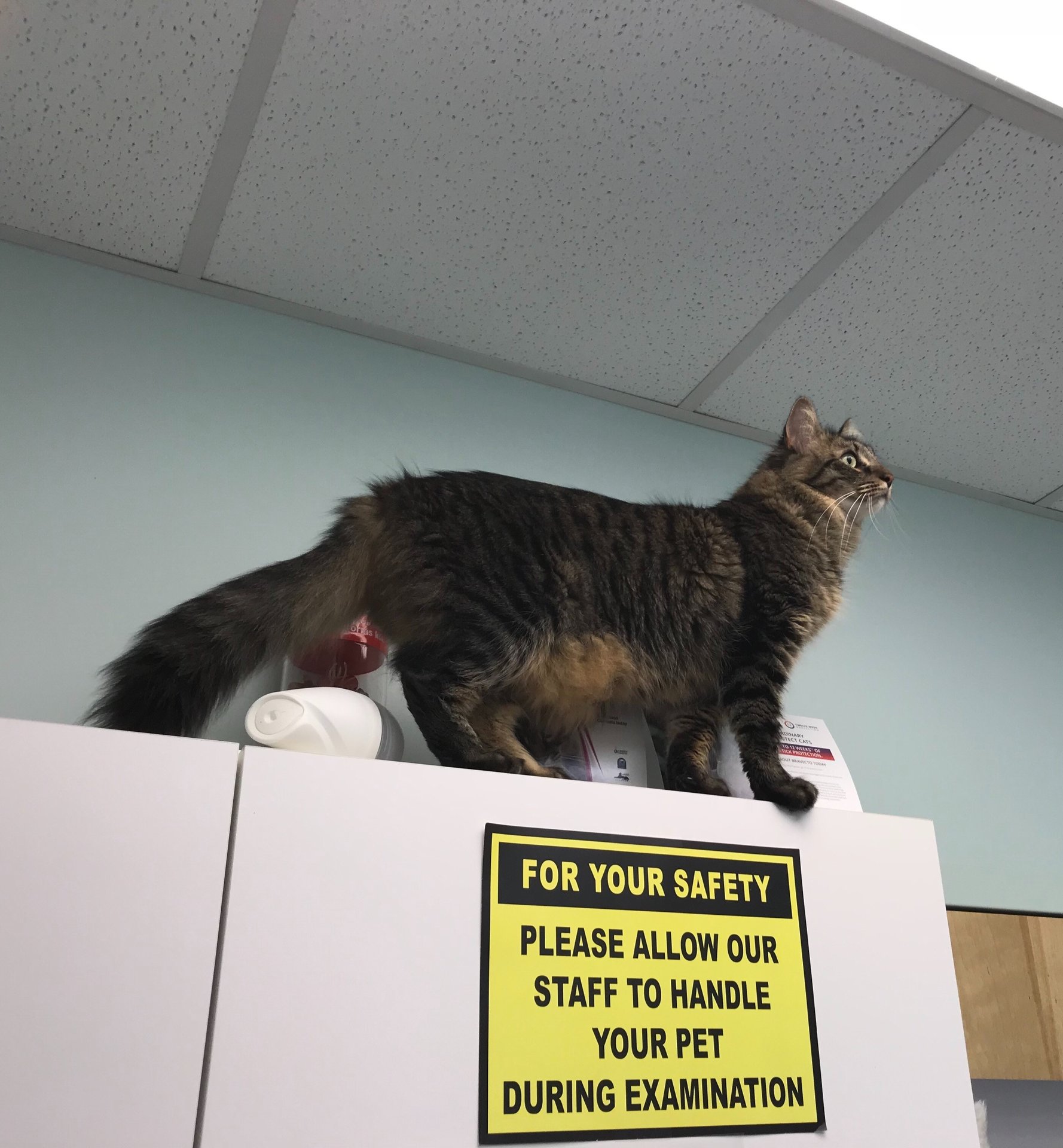 Nibbles 2018.jpg