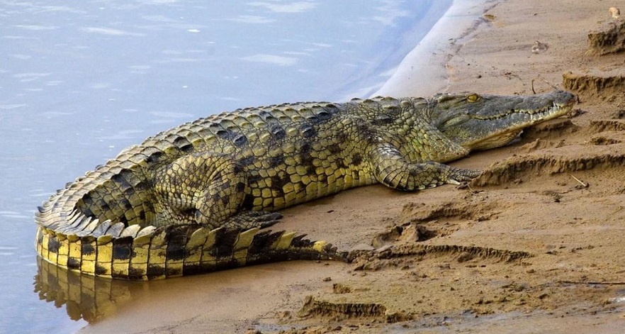 nile croc.JPG