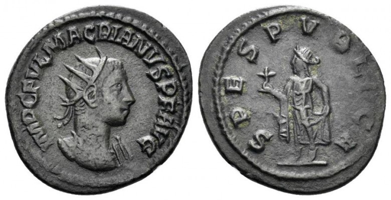 normal_macrianus.jpg