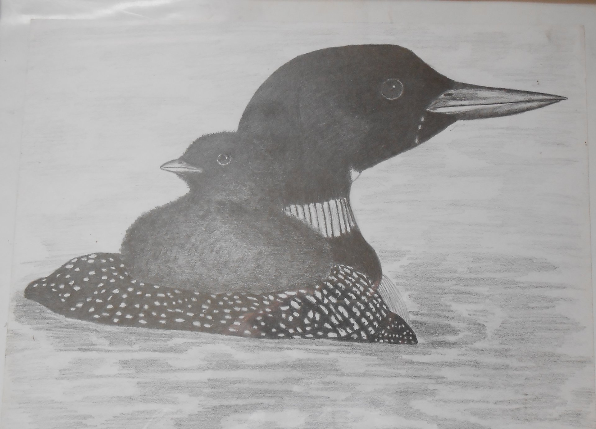 northernloon.jpg
