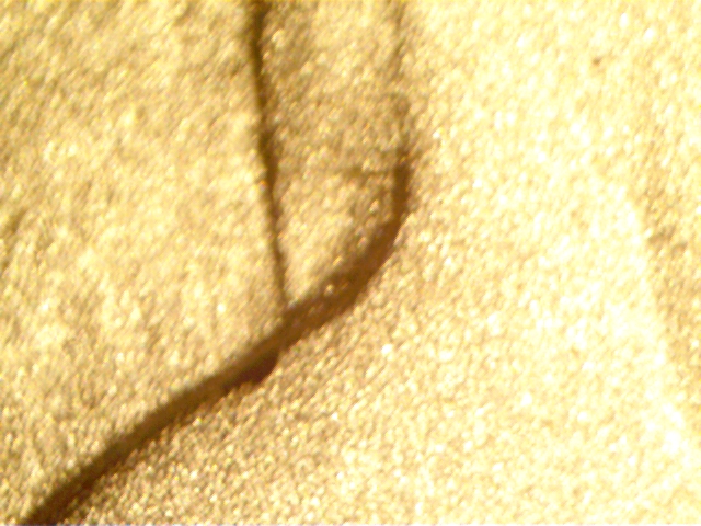 nose1.jpg