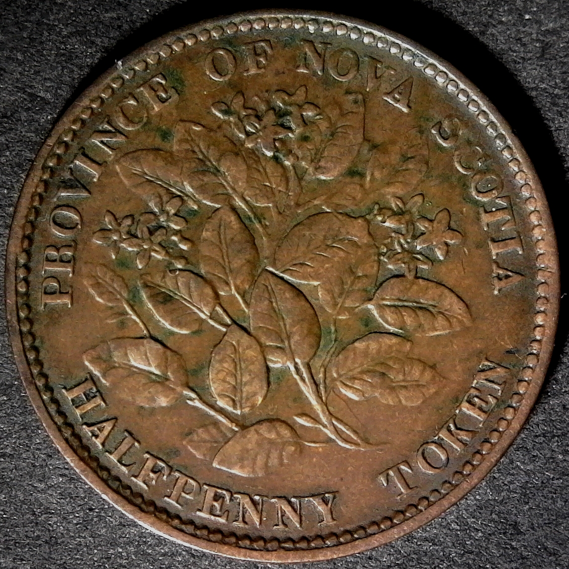 Nova Scotia 1852 Halfpenny obv.jpg