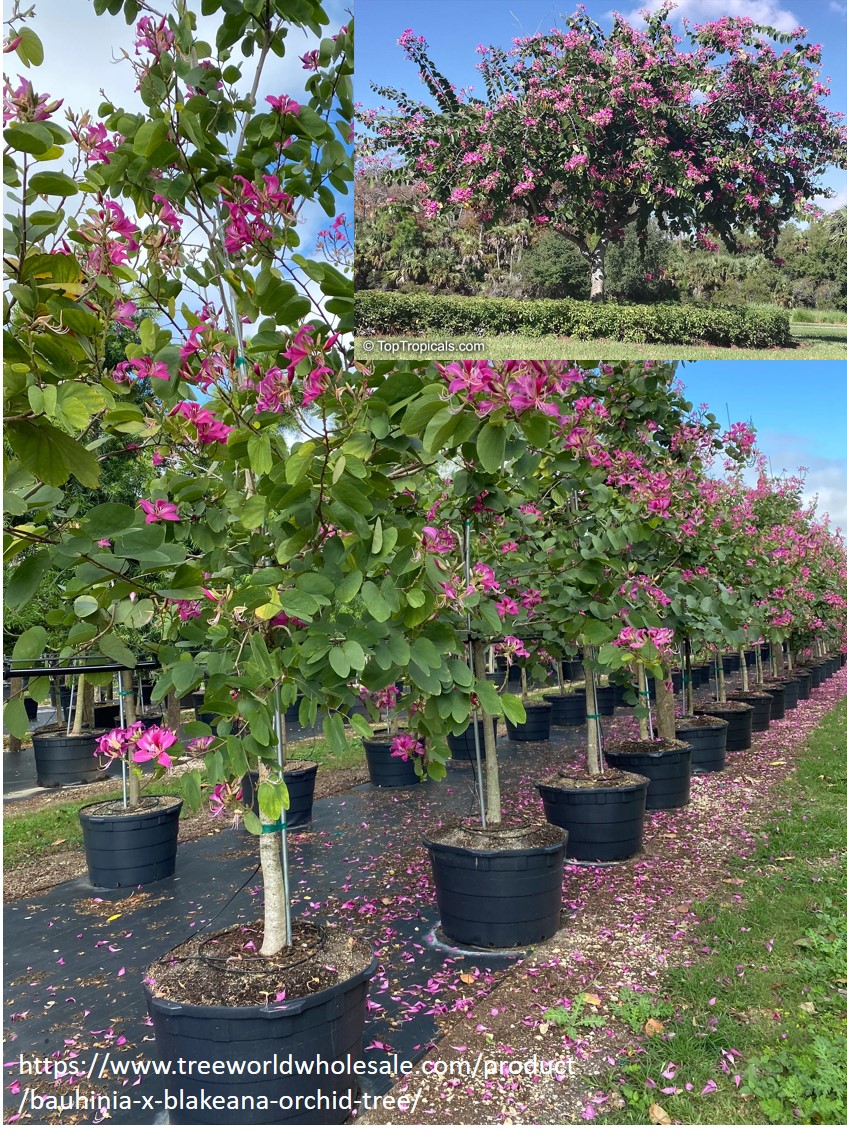 nursery.jpg