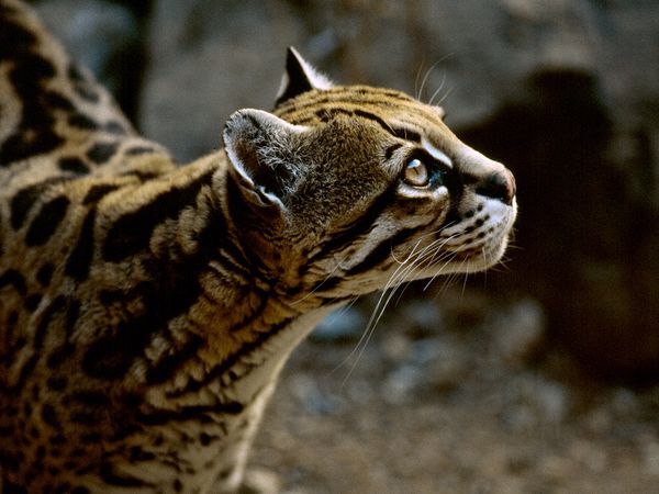 ocelot.jpg