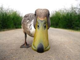 odd duck.jpeg