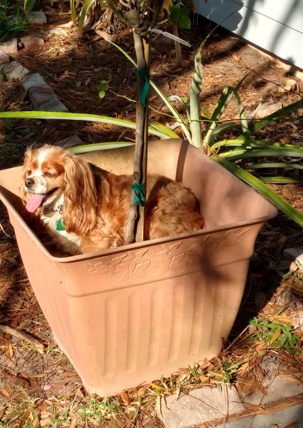 OliviaInPlanter3.jpg