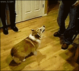 OOy.gif