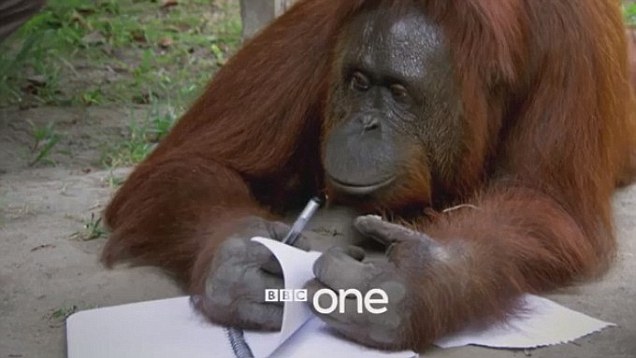 orang.jpg