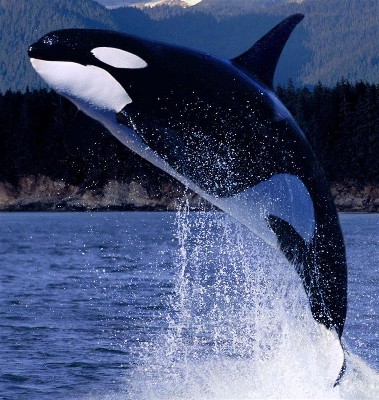 orca.jpg