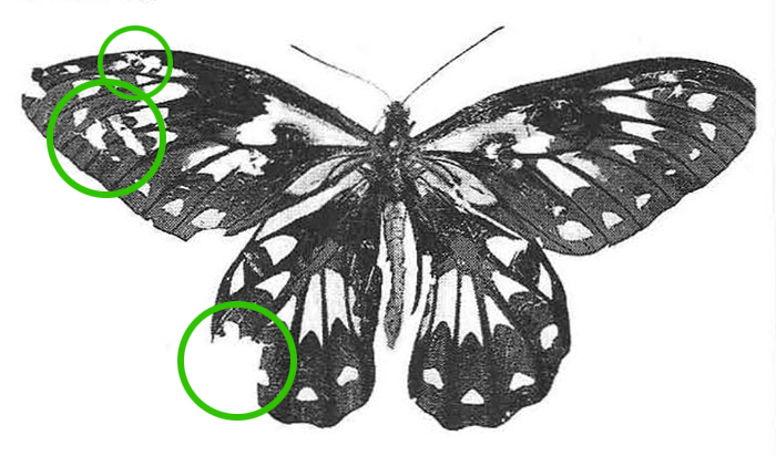 Ornithoptera-victoriae-700-with-circles (1).jpg
