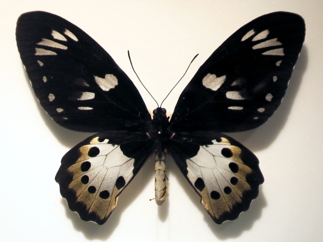 Ornithoptera_paradisea_f.jpg