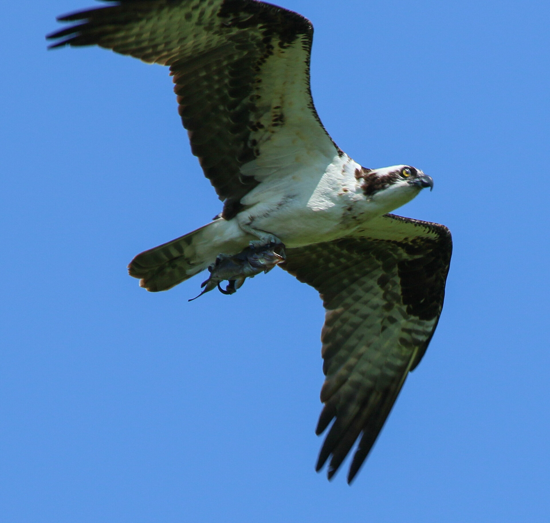 osprey with fish lr 1.jpg