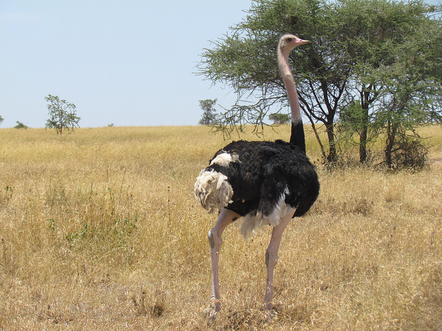 Ostrich.jpg