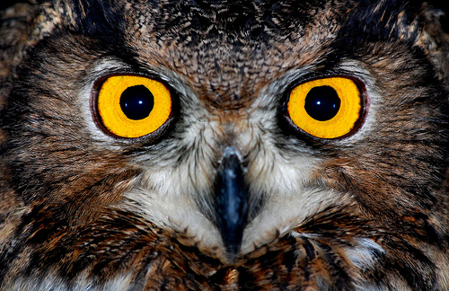 owl eyes.jpg