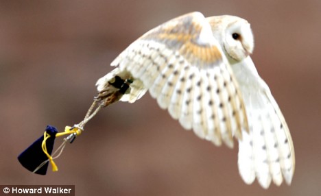 owl.jpg