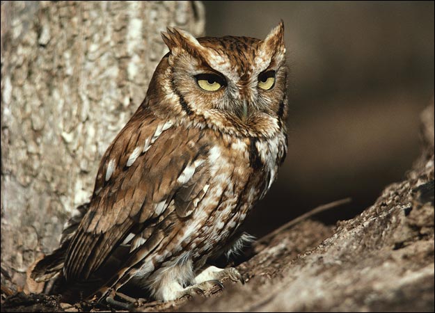 owl.jpg