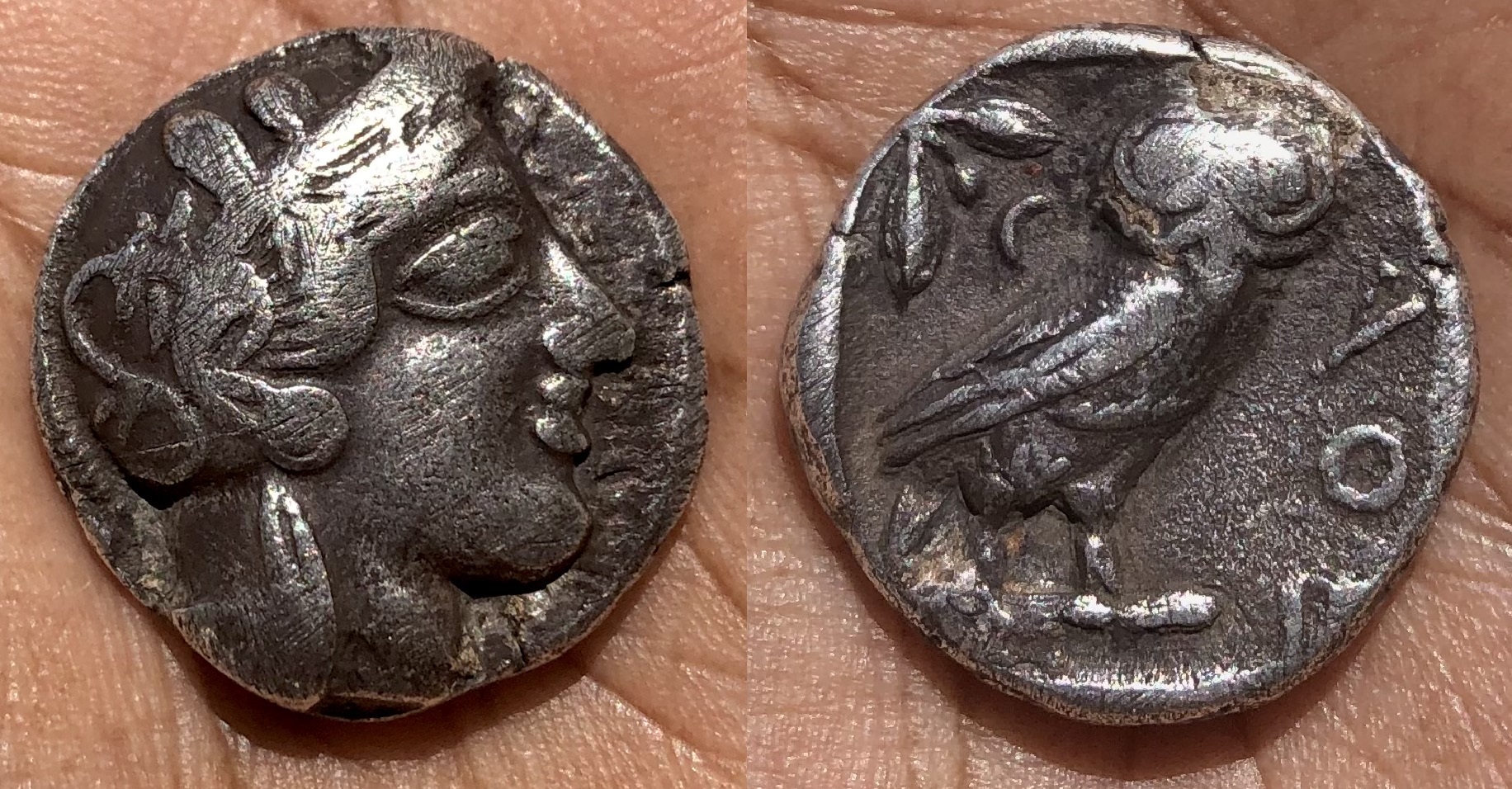 Owl tet type b.jpg