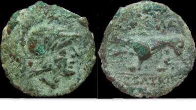 P Satrienus.jpg