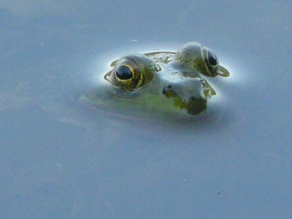 P1090429s.JPG
