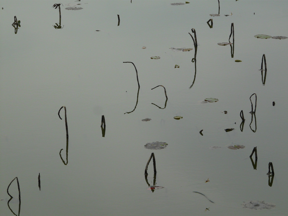 P1150275-reduit.JPG