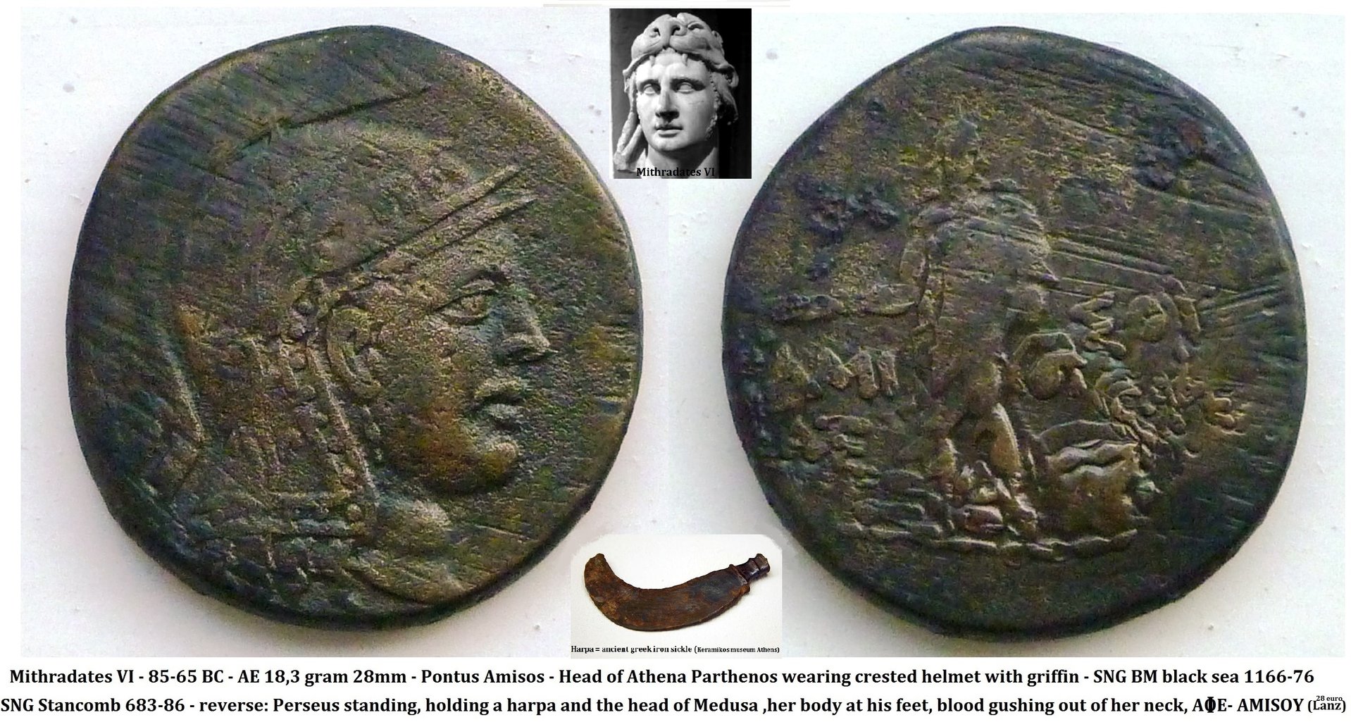 P1150426medusa2.jpg