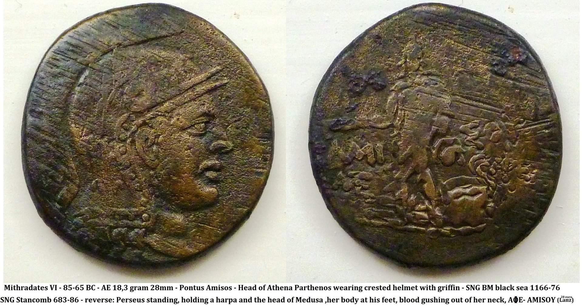 P1150426medusa3.jpg