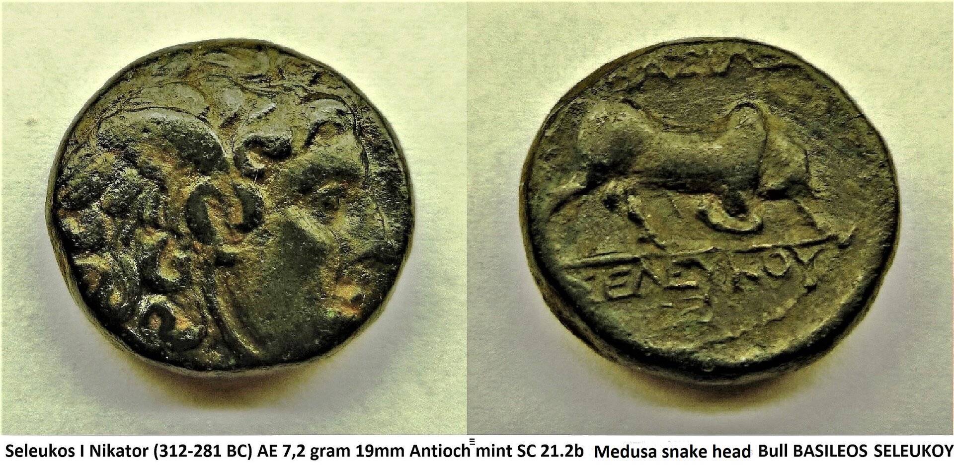 P1150912 medusa.JPG