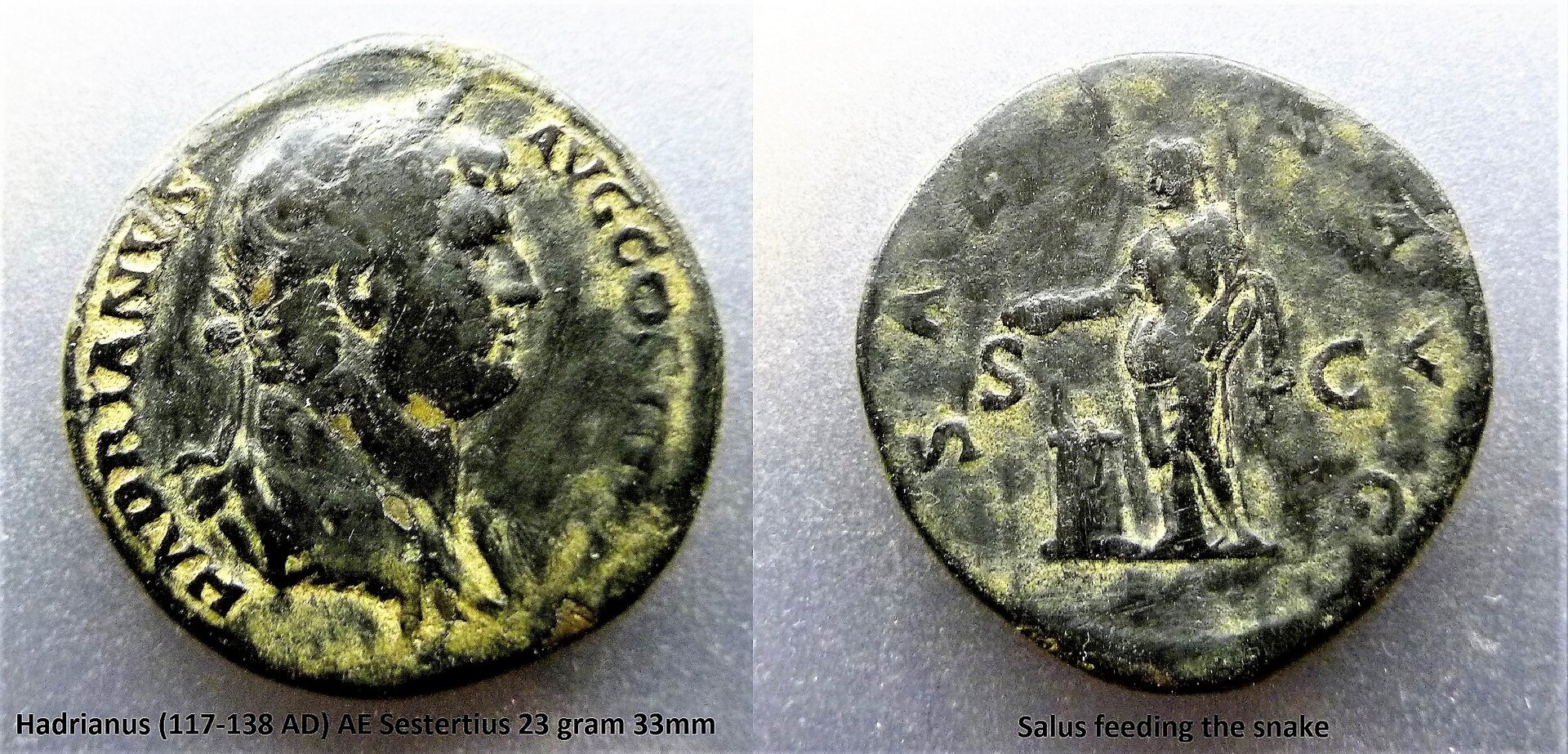 P1160218Salus.JPG