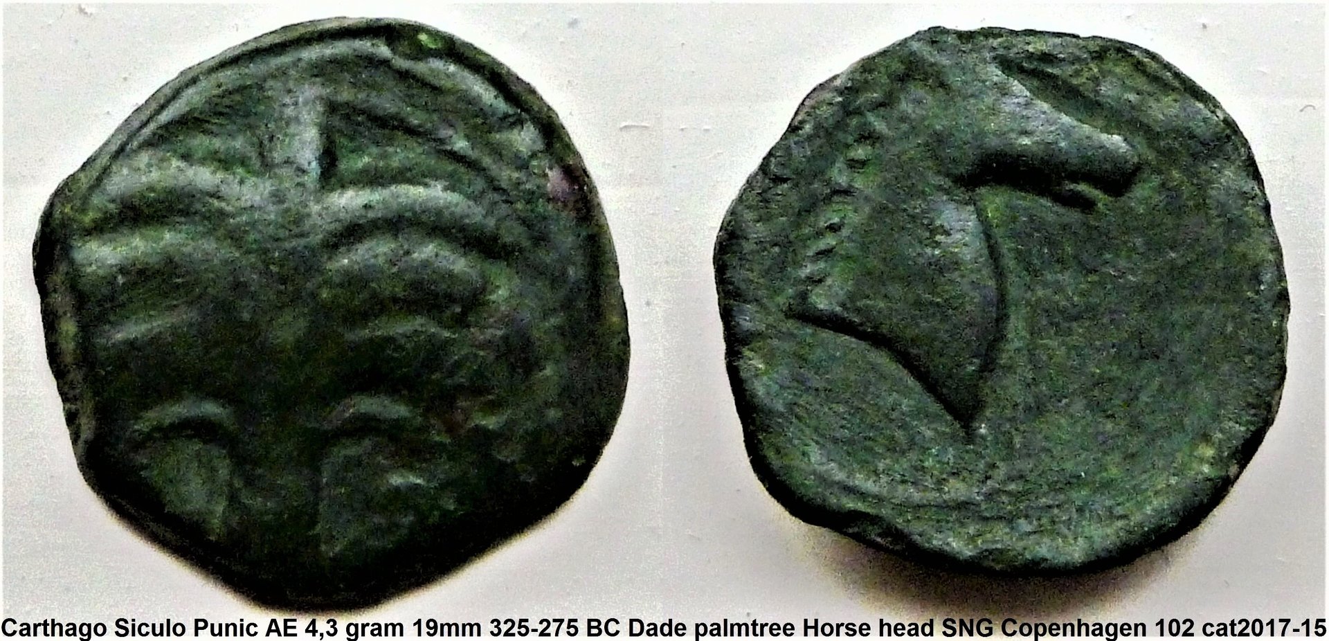 P1160926 dadepalm.jpg