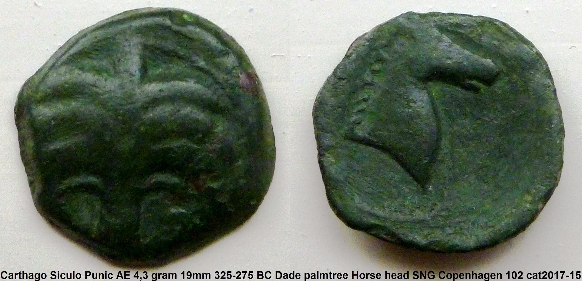 P1160926 dadepalm.jpg