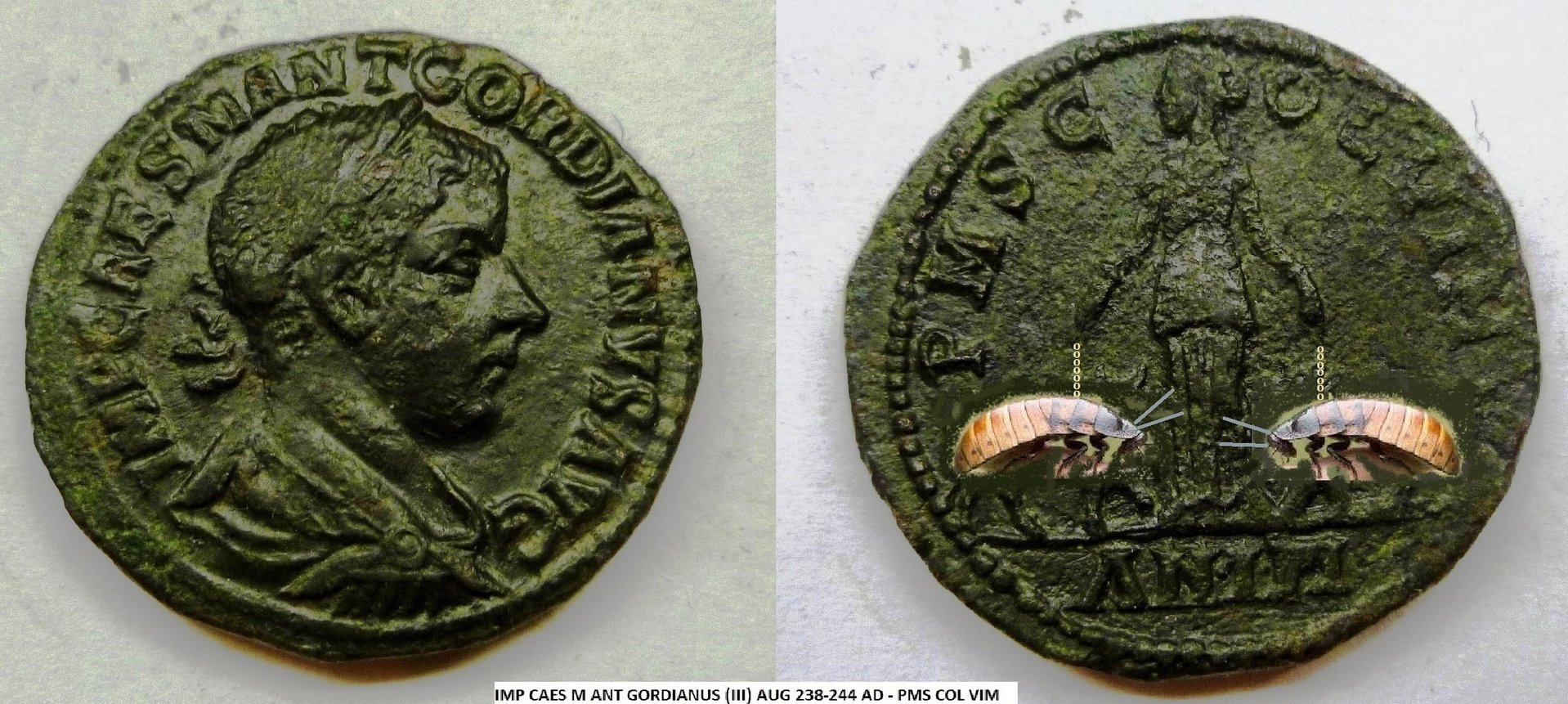 P1160950roach.jpg