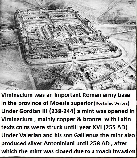 P1160950viminaciumroach.jpg