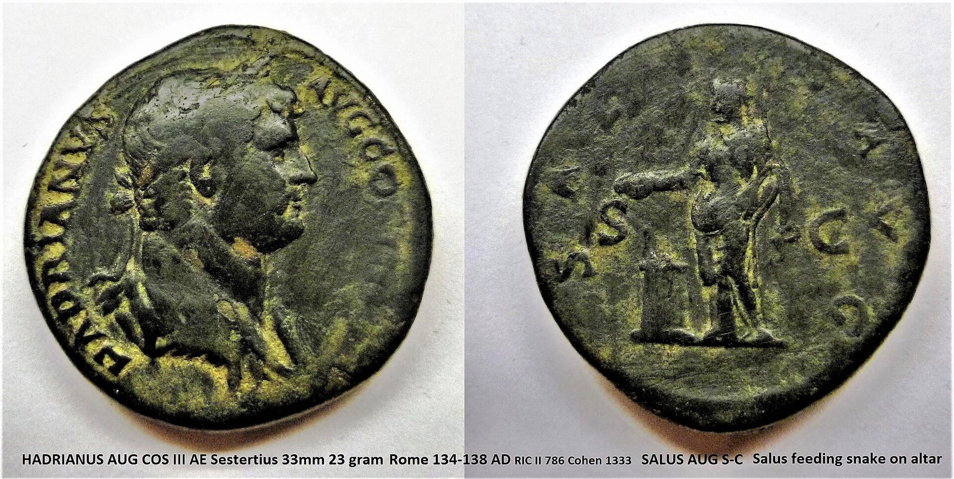 P1170728Salus.JPG