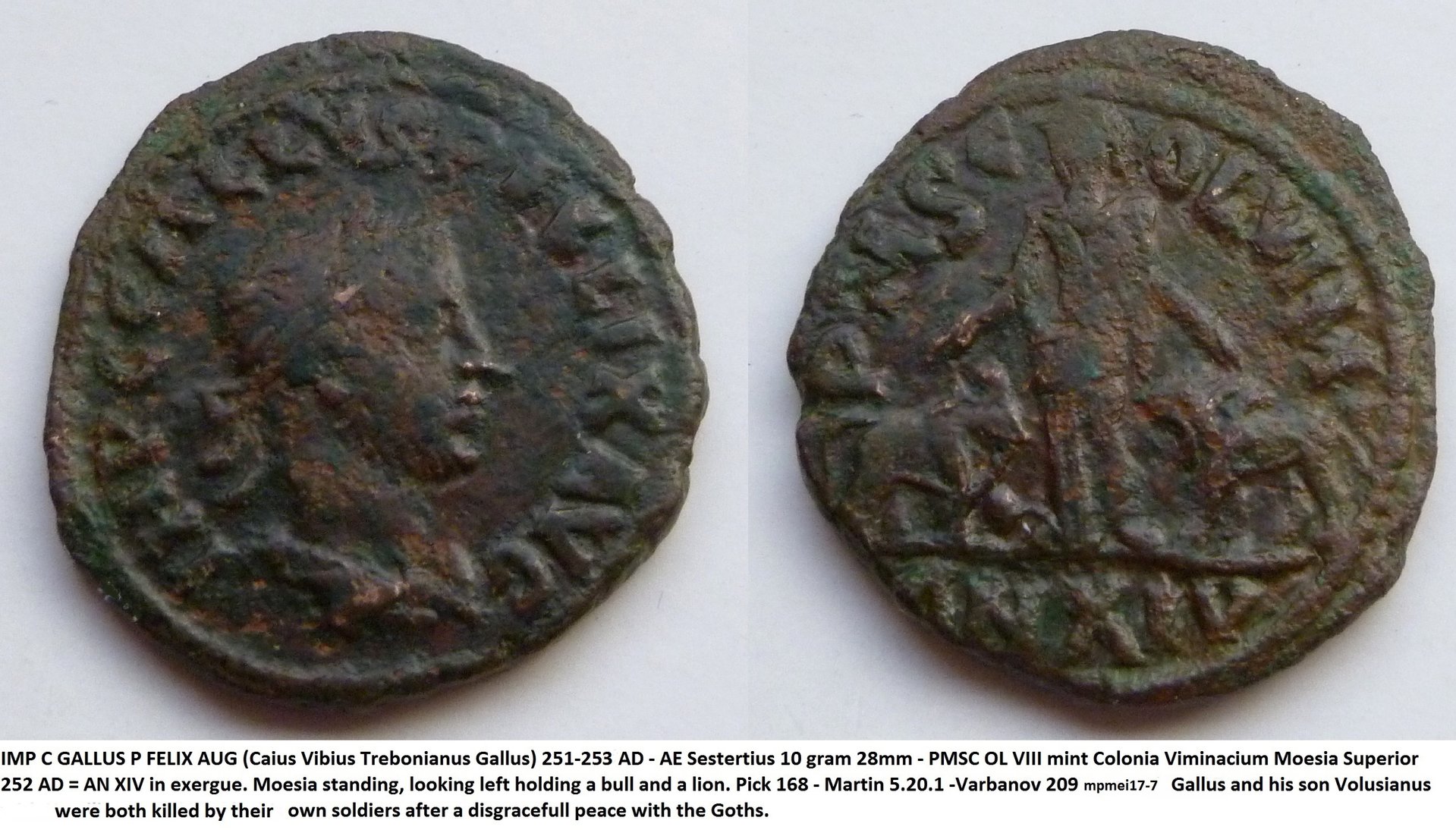 P1180768Gallus.JPG