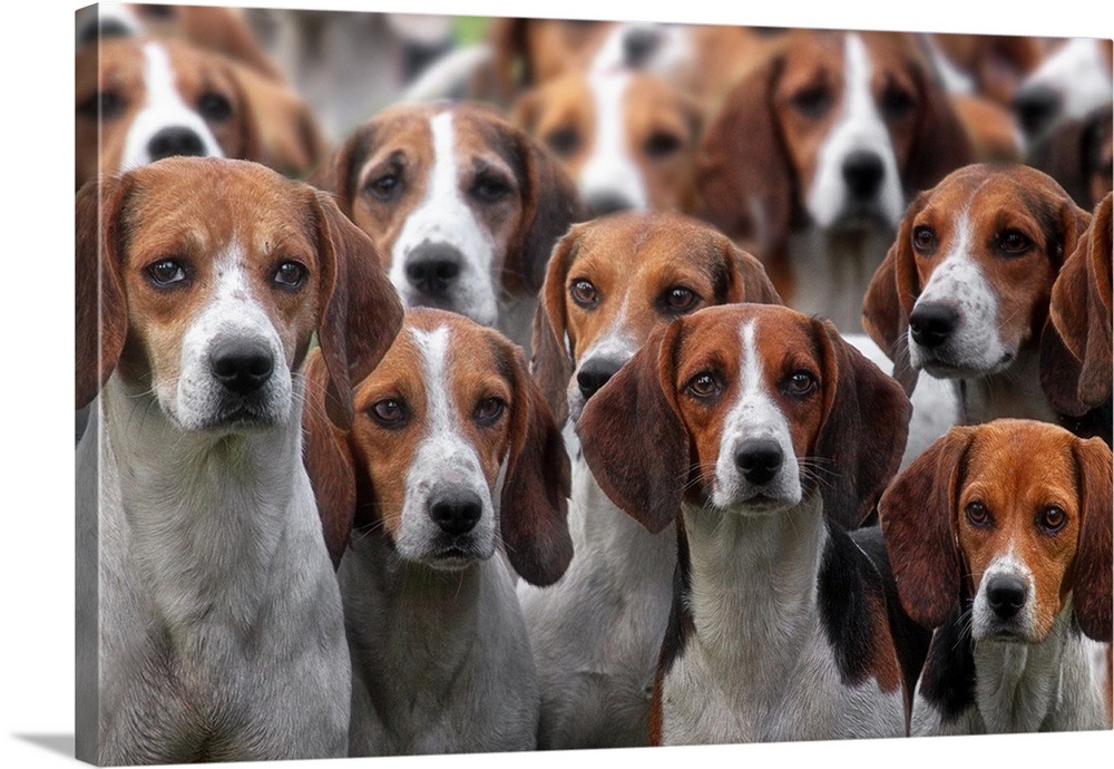 pack-of-hounds,2373837.jpg