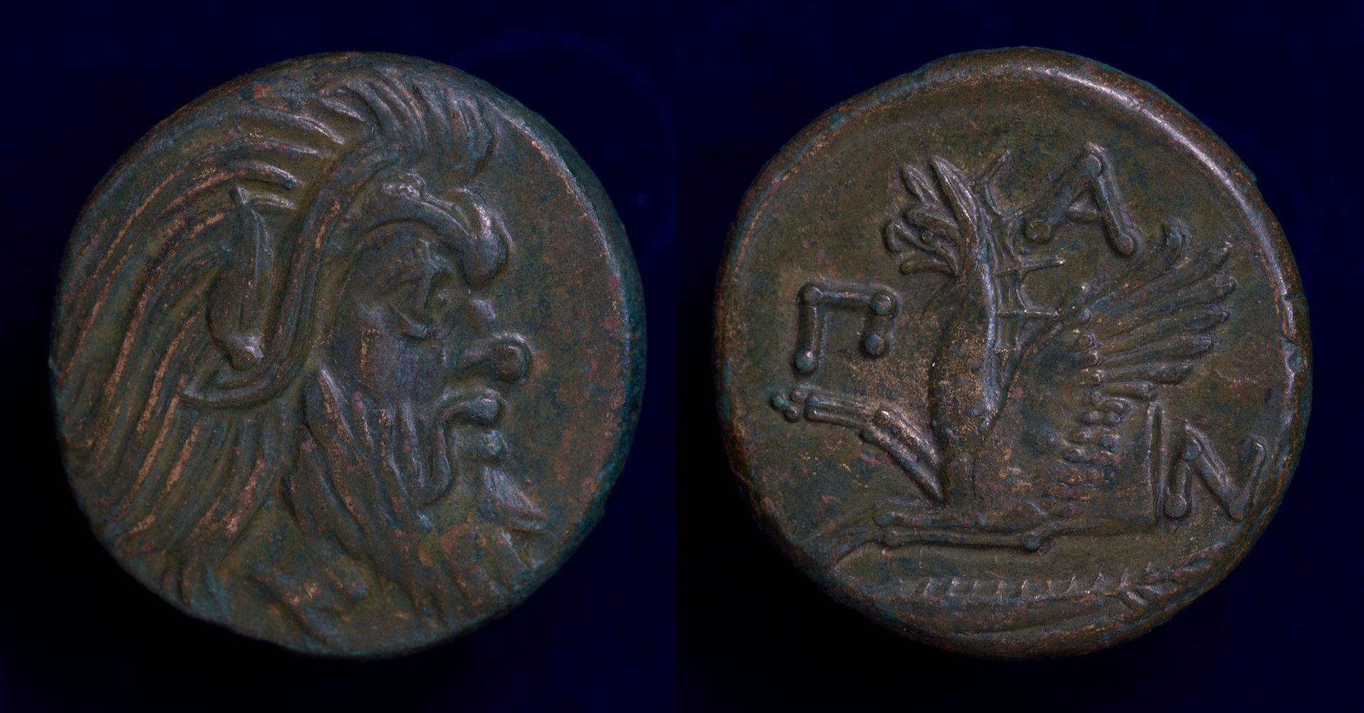 Pantakapion AE.jpg