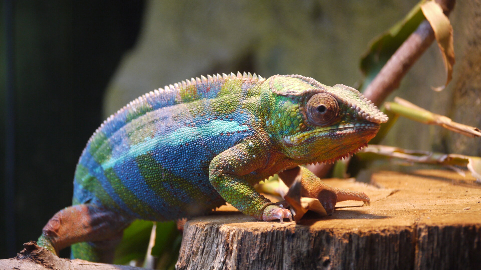Panther chameleon (1).JPG