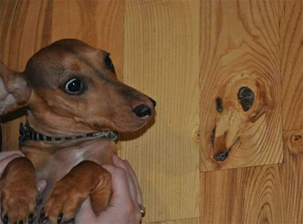 pareidolia-faces-everyday-objects-98-5901e9152bef8__605.jpg