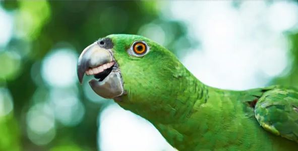 parott with teeth.JPG