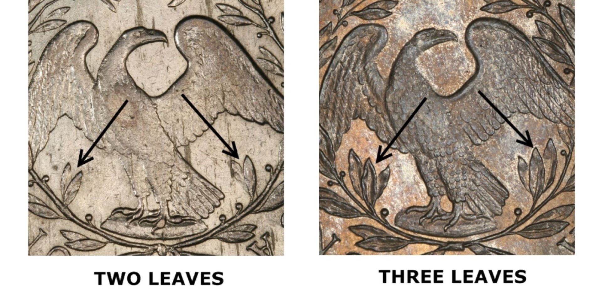 PCGS Two Leaves.jpg