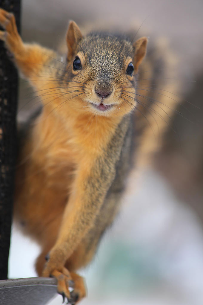 Peanut-Butter-Chocolate-Acorns7.jpg