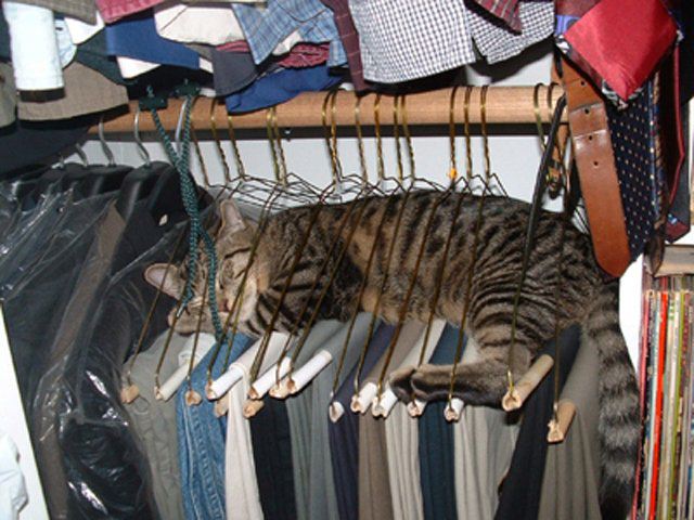 Pedestrian the Cat.jpg